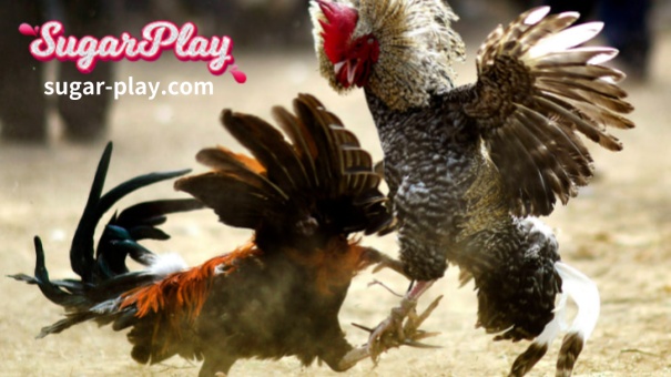 Learn CockFighting Betting Guide Tips